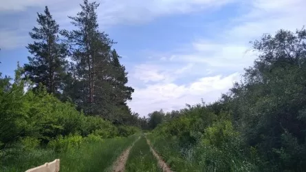  Без процентов и с рассрочкой: такие кредиты на покупку техники для лесхозов предложили внедрить депутаты 