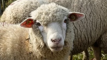 Чиновники в сговоре с сельчанином разделили субсидии на 270 млн тенге: кого наказали 