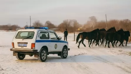 Дроны помогают снижать ДТП из-за бесхозного скота на дорогах области Абай 