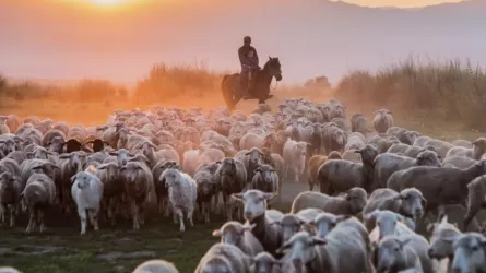 Асыл тұқымды мал алуға субсидия нормативі ұлғайтылады 