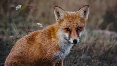 Лисы среди людей — случайность или сигнал природы