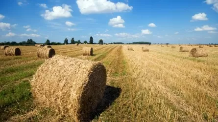 Елімізде 40 млн тонна мал азығы жиналды