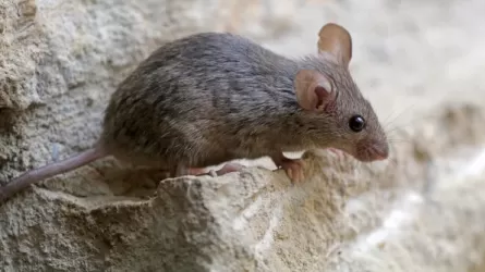  В Атырауской области из-за мышей школы перевели на онлайн-обучение