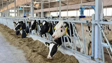 Казахстанские фермеры увеличили производство мяса и молока 