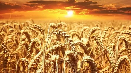 Египет увеличивает закупки пшеницы из стран акватории Черного моря 