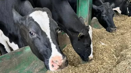 Казахстанские фермеры получат больше средств на племенной скот 