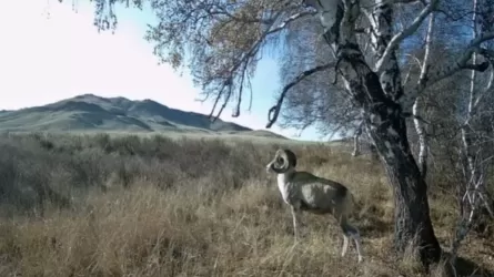 Қызыл кітапқа енген арқар Қарағанды облысында фототұзаққа түсіп қалды