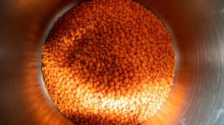 Казахстан увеличил экспорт чечевицы до рекордных объемов в Турцию 