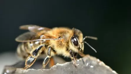 У пчел нашли способность к распознаванию азбуки Морзе