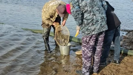 Сілеті өзеніне 100 мың шабақ жіберілді