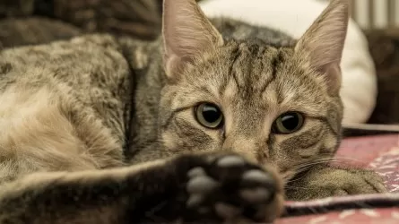 Криптобизнесмен потерял миллионы из-за 200 кошек 