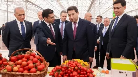 Шымкентте қызанақ өсіретін еліміздегі ең ірі жылыжай ашылды   