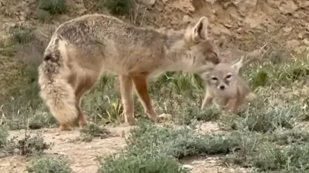 Ақтаудағы шағын ауданның бірінде қарсақ жүр