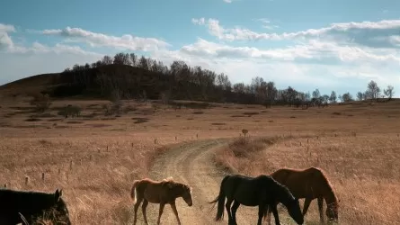 Десятки тысяч голов бесхозного скота задержали полицейские Павлодарской области 