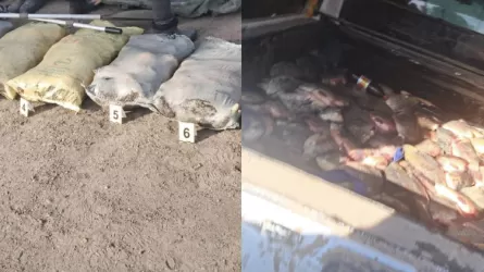 Павлодар облысында браконьерден 300 келіге жуық балық тәркіленді