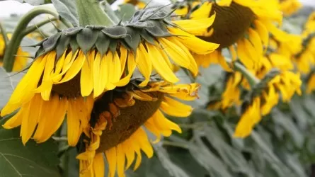 Казахстан может догнать Турцию по урожаю подсолнечника 