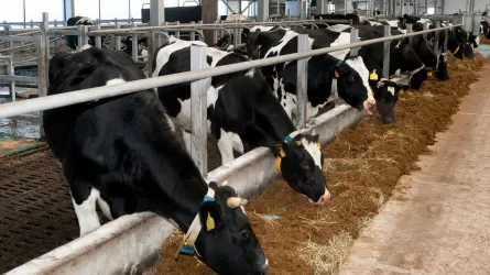 Шаруа қожалықтарының жұмысы шайқала бастады