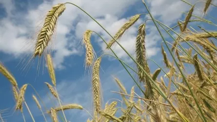 Цены на пшеницу в Казахстане растут из-за укрепления тенге 