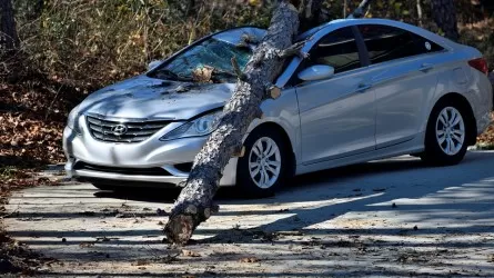 Акимат Тараза оплатит ущерб за поврежденный деревом автомобиль 