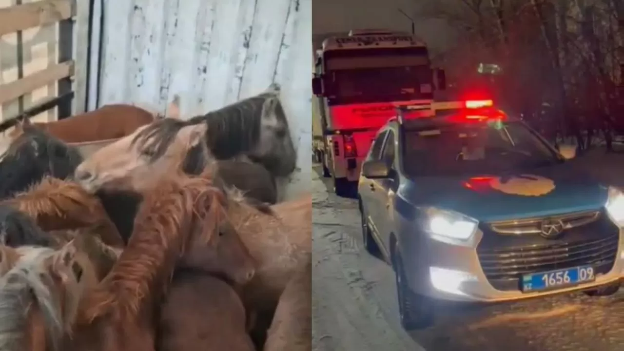 Қарағанды облысында полицейлер ұрланған жылқыларды тиеген жүк көлікті бекетте ұстады