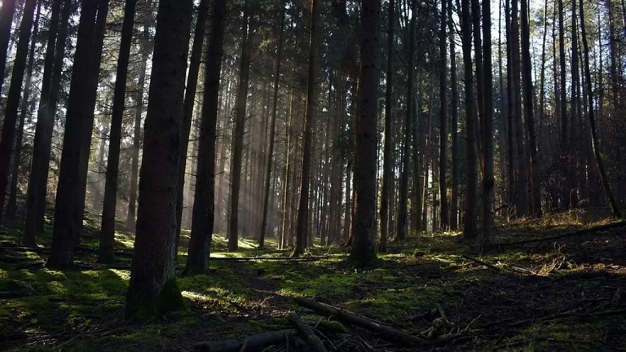Гектары леса включили в госфонд в одном из регионов Казахстана 