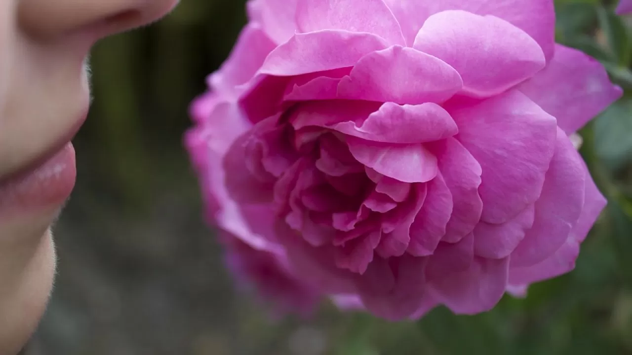 Исследователи выяснили, как мозг "чувствует" запах 