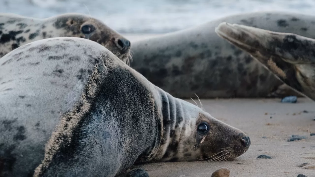 112 погибших тюленей нашли на берегу Каспийского моря 