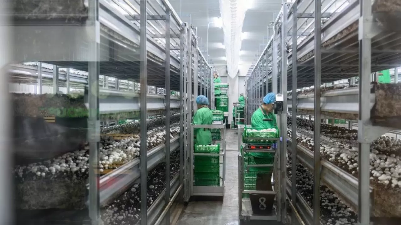 Солтүстік Қазақстанда ең ірі саңырауқұлақ фермасы ашылады