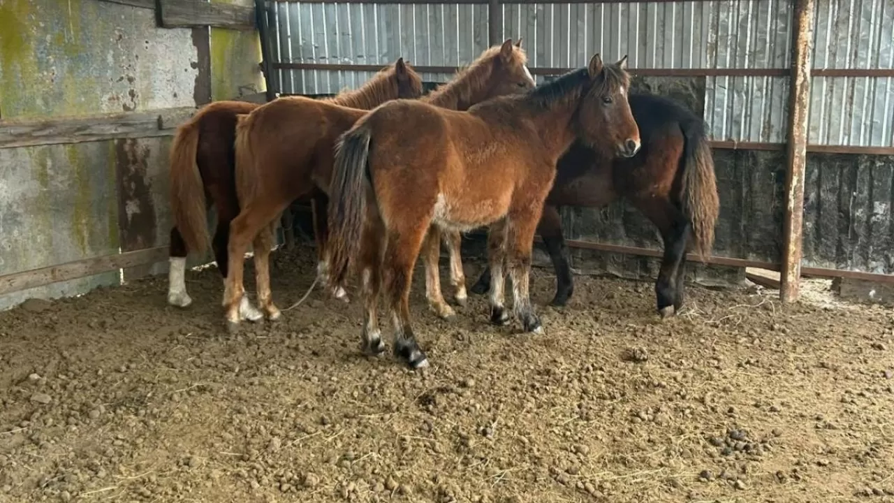 Ақтөбелік тұрғын қарызын өтеу үшін жылқыларды ұрлаған