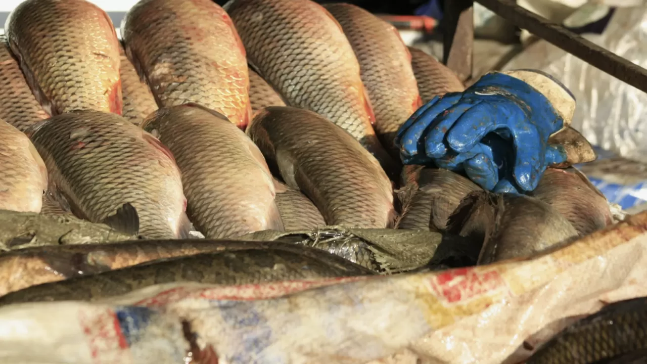 Бурабайда заңсыз 640 келі балық аулағандар сотталды