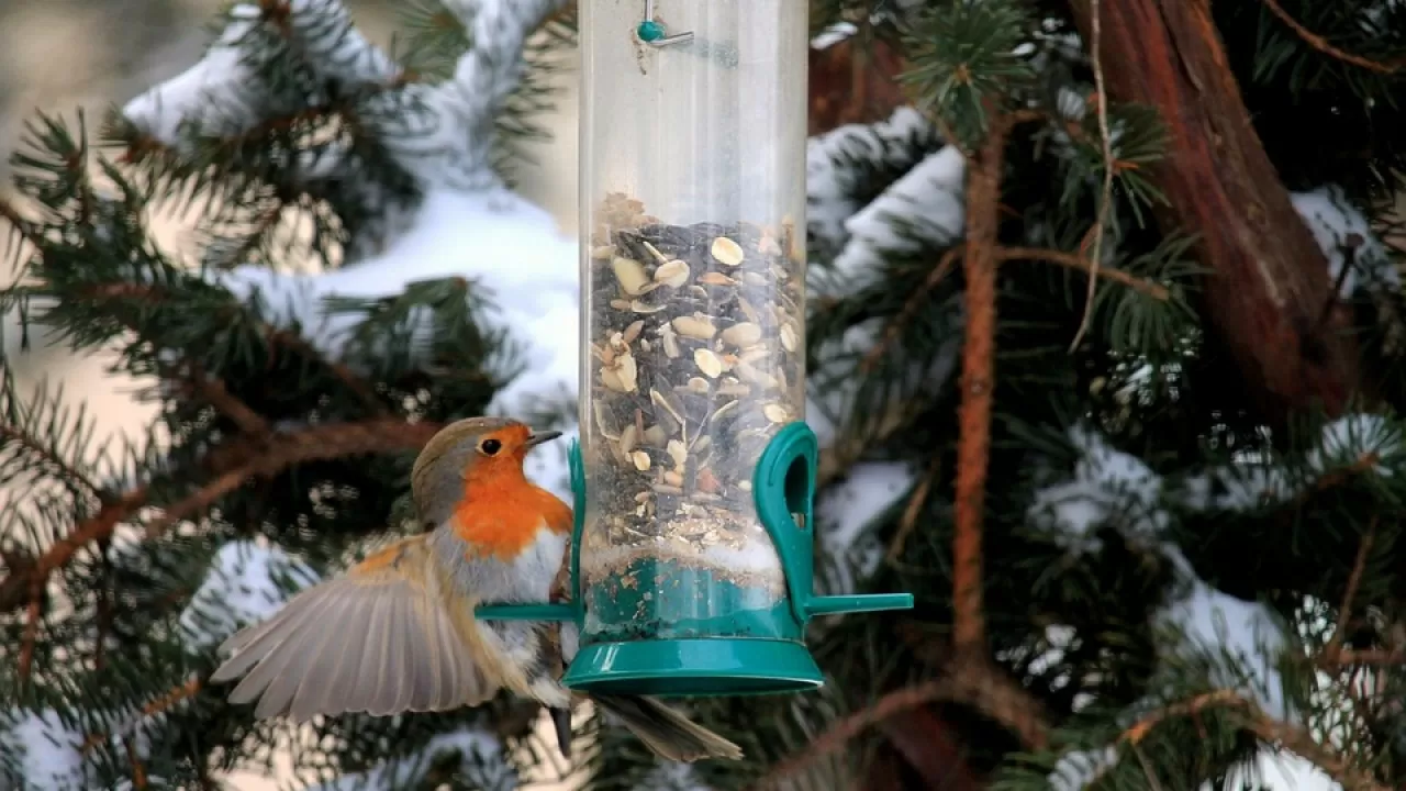 Чем и как правильно подкармливать птиц в городе зимой 