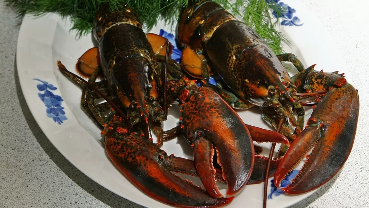 В Англии запретят варить лобстеров и крабов живыми  