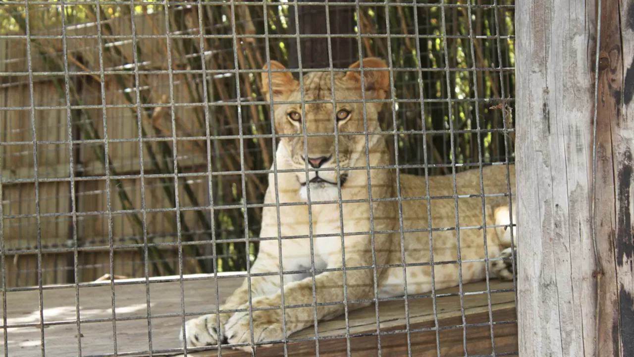 Бразилиядағы зообақта арыстан 19 жастағы жігітті талап өлтірді 