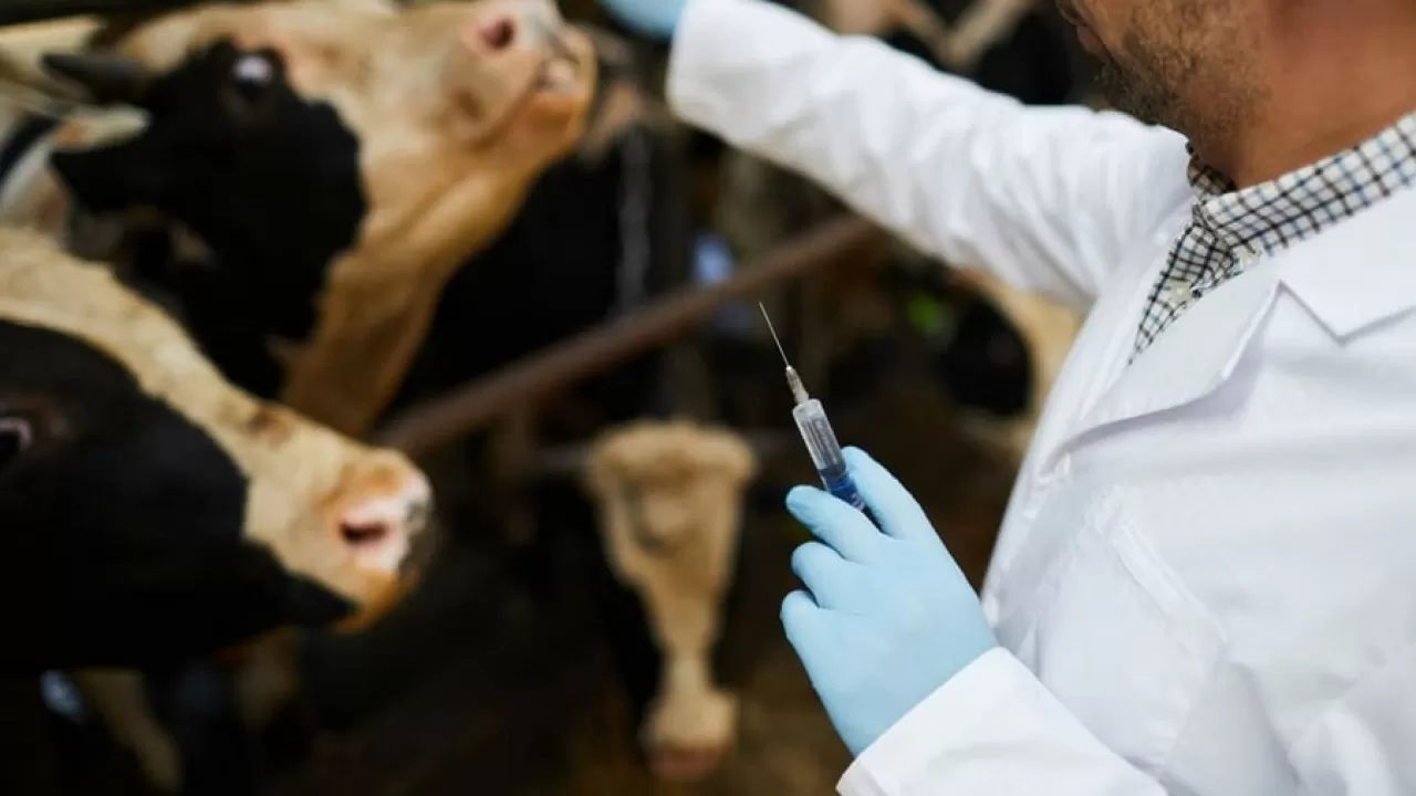 "170-180 мың теңге": Сенатор ветеринар дәрігерлердің жалақысы мардымсыз екенін айтты