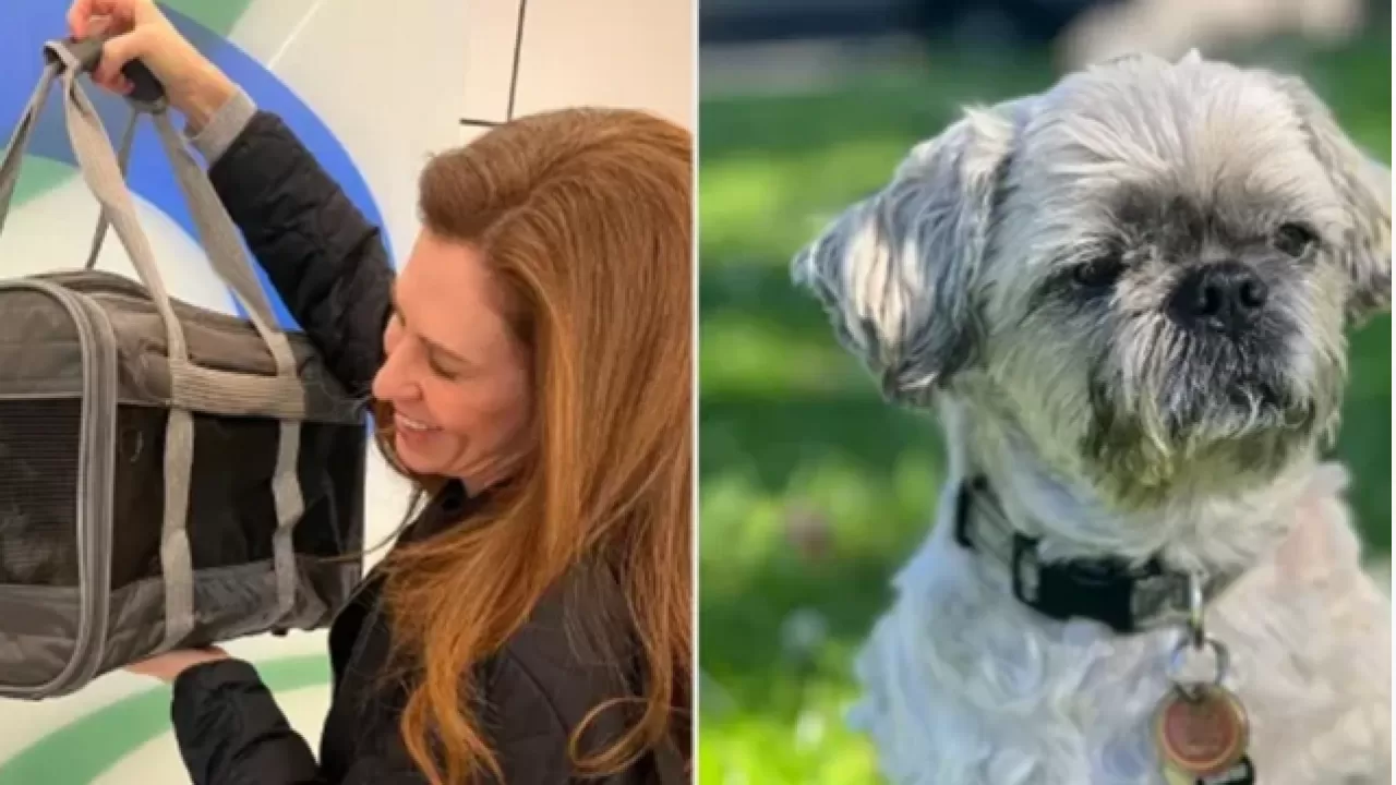 Американка клонировала собаку за 50 тыс. долларов 