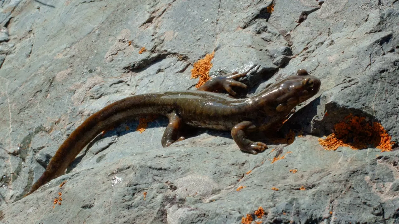 Число краснокнижных животных сократилось в Казахстане