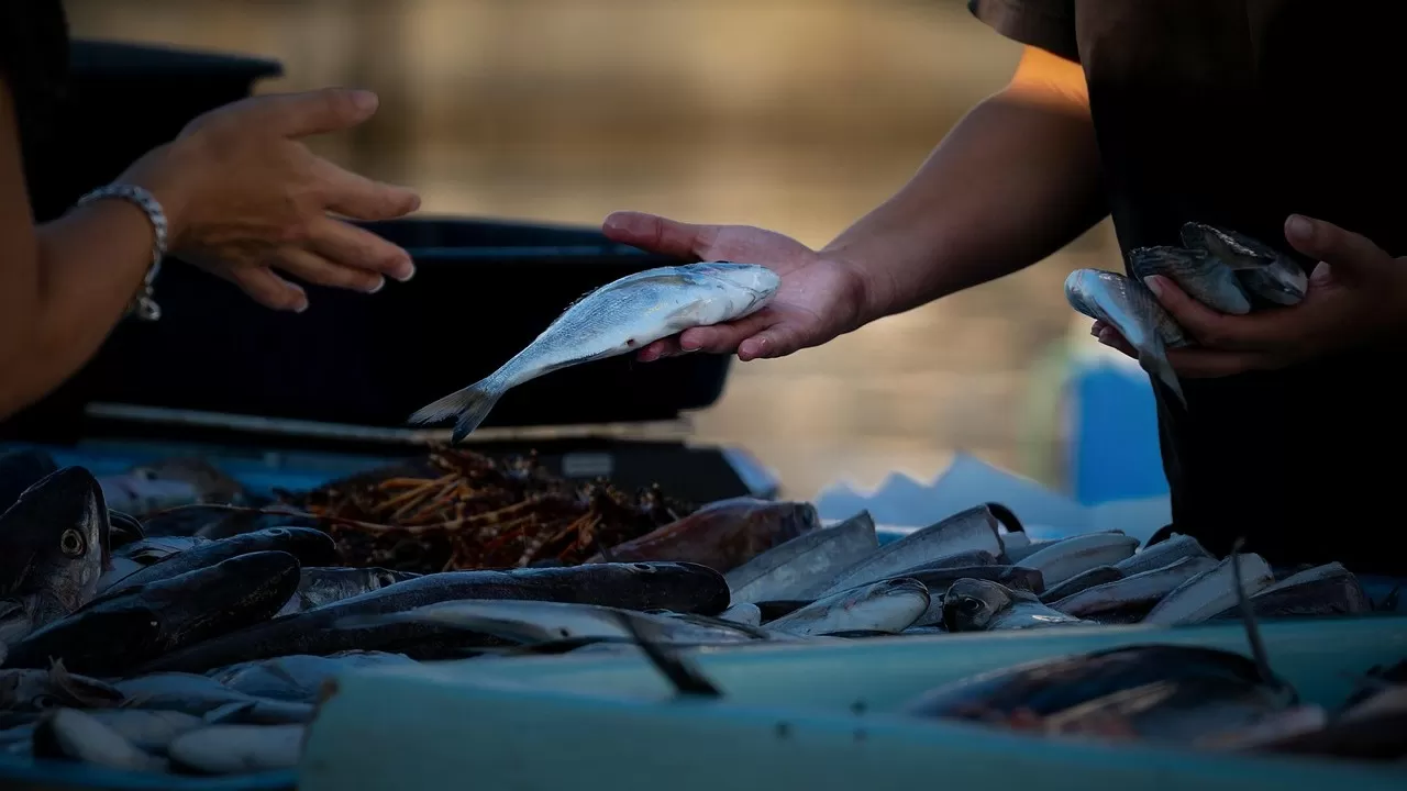 Север лидирует по рыбе, а Шымкент – в аутсайдерах 