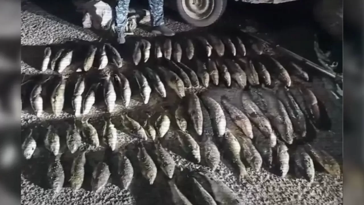 Қазақстанда 4 мыңнан астам адам браконьерлік бойынша істі болды