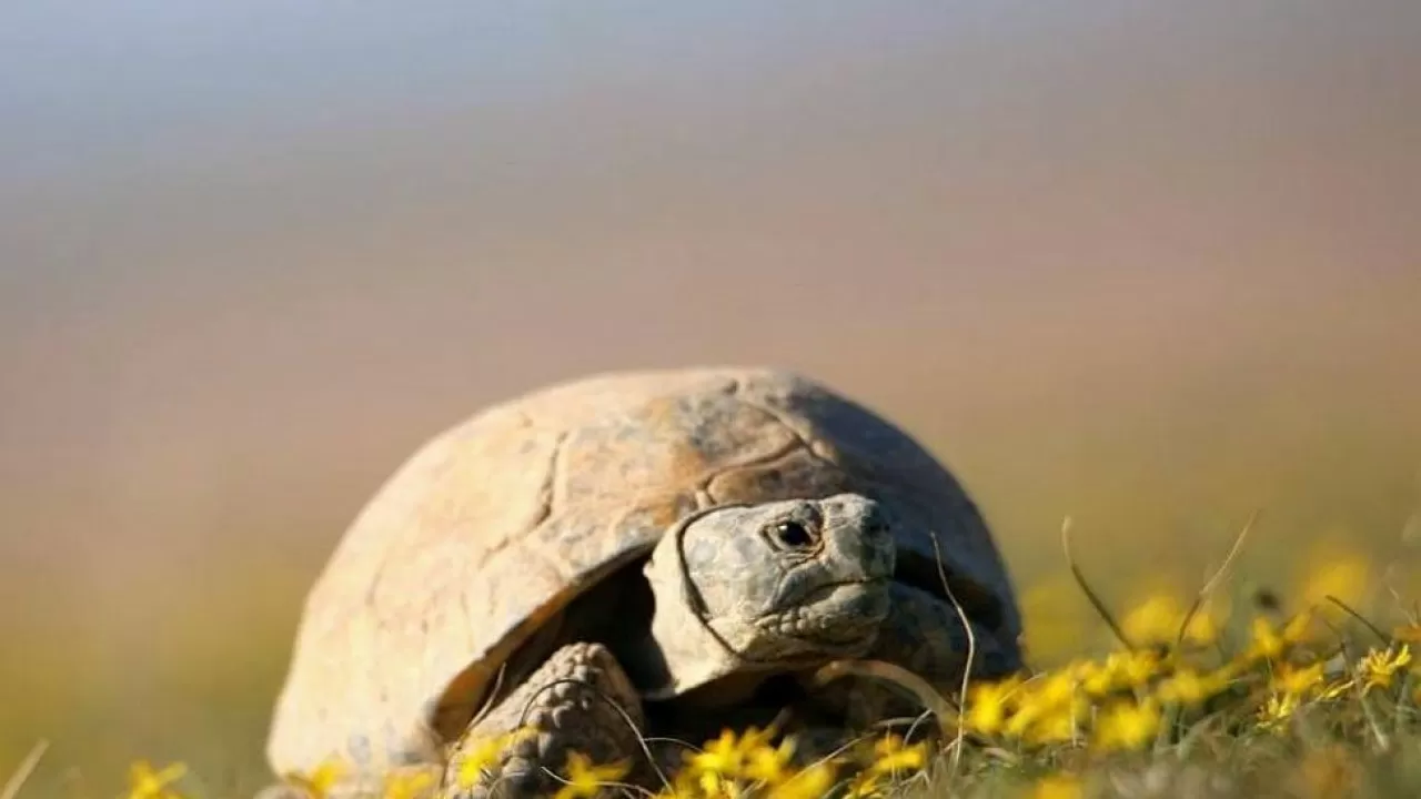 В Казахстане ввели запрет "на черепах"