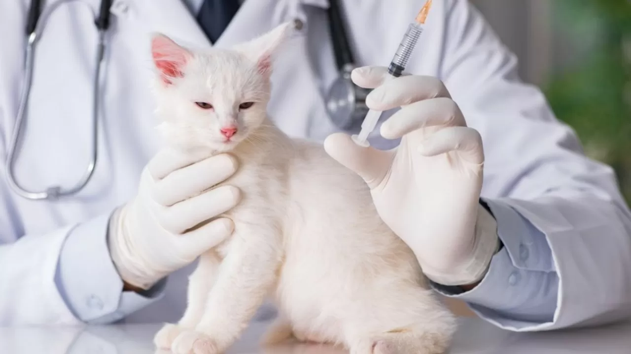 Елімізде жануарлардың 23 ауруына қарсы вакциналау жүргізіледі – АШМ