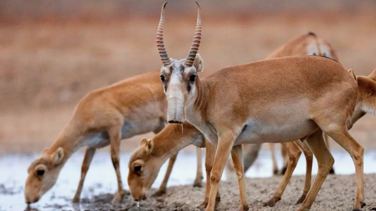 Қазақстанда киік саны келесі жылы 5 миллионға жетеді