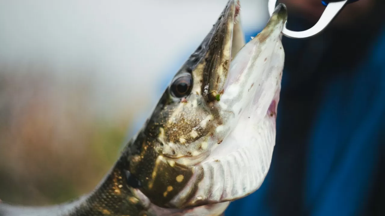 Идеальное время для клева щуки: 90% успеха в погоде и часах