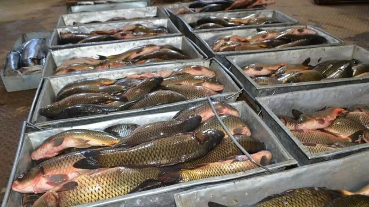 Қазақстанда балық өңдеумен 72 кәсіпорын айналысады