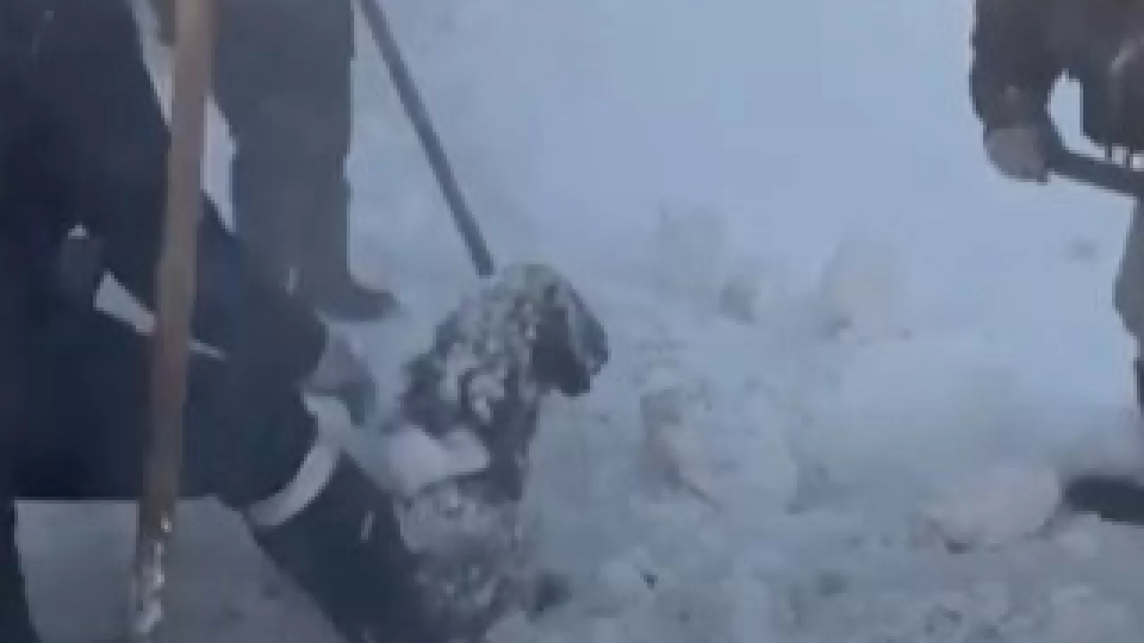 Батыс Қазақстанда ауыл тұрғындары қарға көміліп қалған қойларды құтқарды