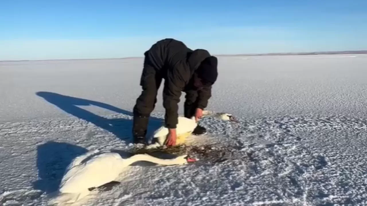  Вечная любовь: как спасали лебедей в Павлодарской области