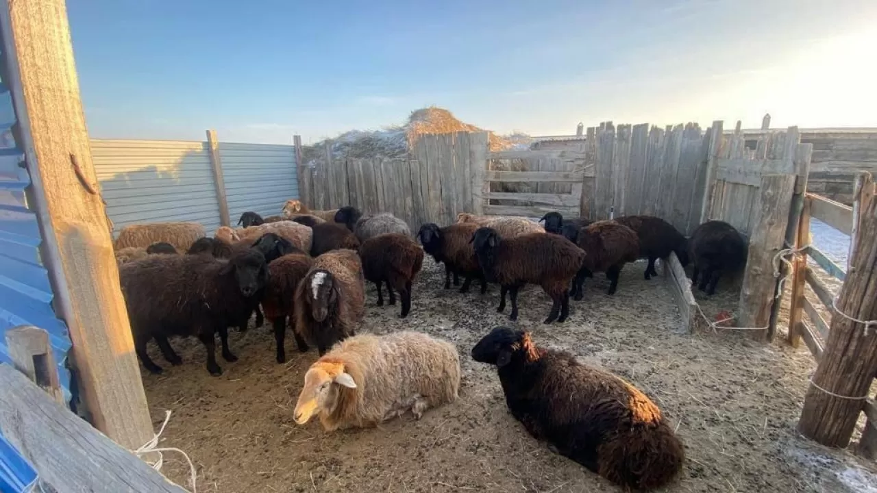 "Көршісінің қойын ұрлаған": Түркістан облысында күдікті ұсталды