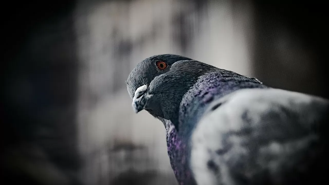 Голубя, застрявшего на дереве, спасли в Караганде  