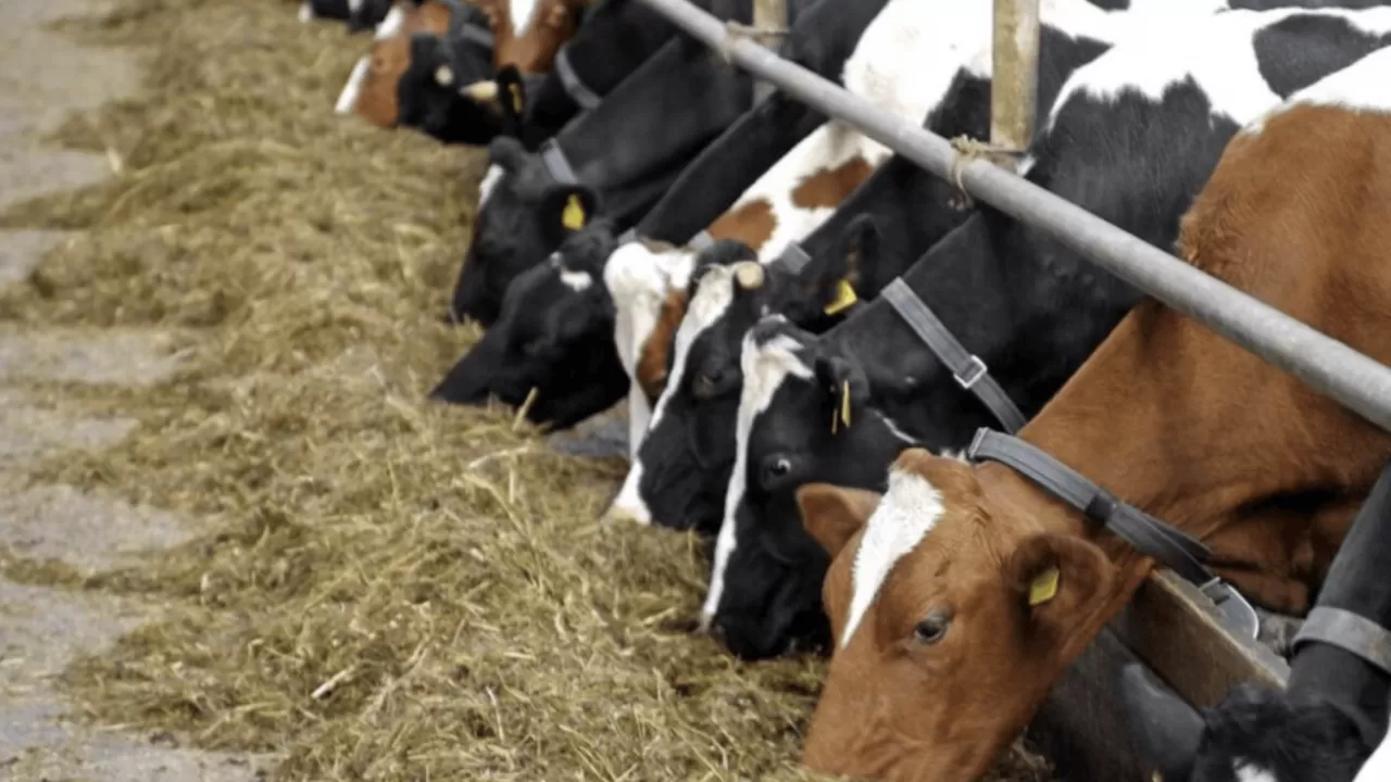 Ірі қара мал етін экспорттауға квоталар енгізіледі