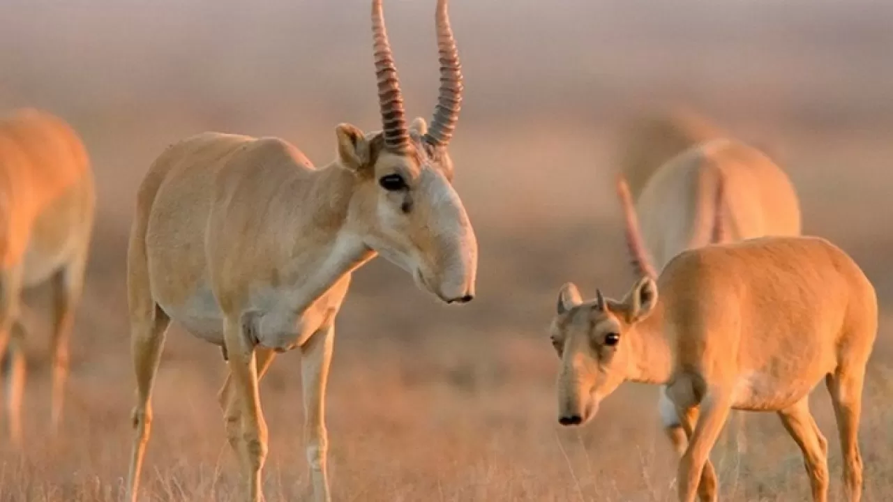 Казахстан отправит первую партию сайгаков в Китай 