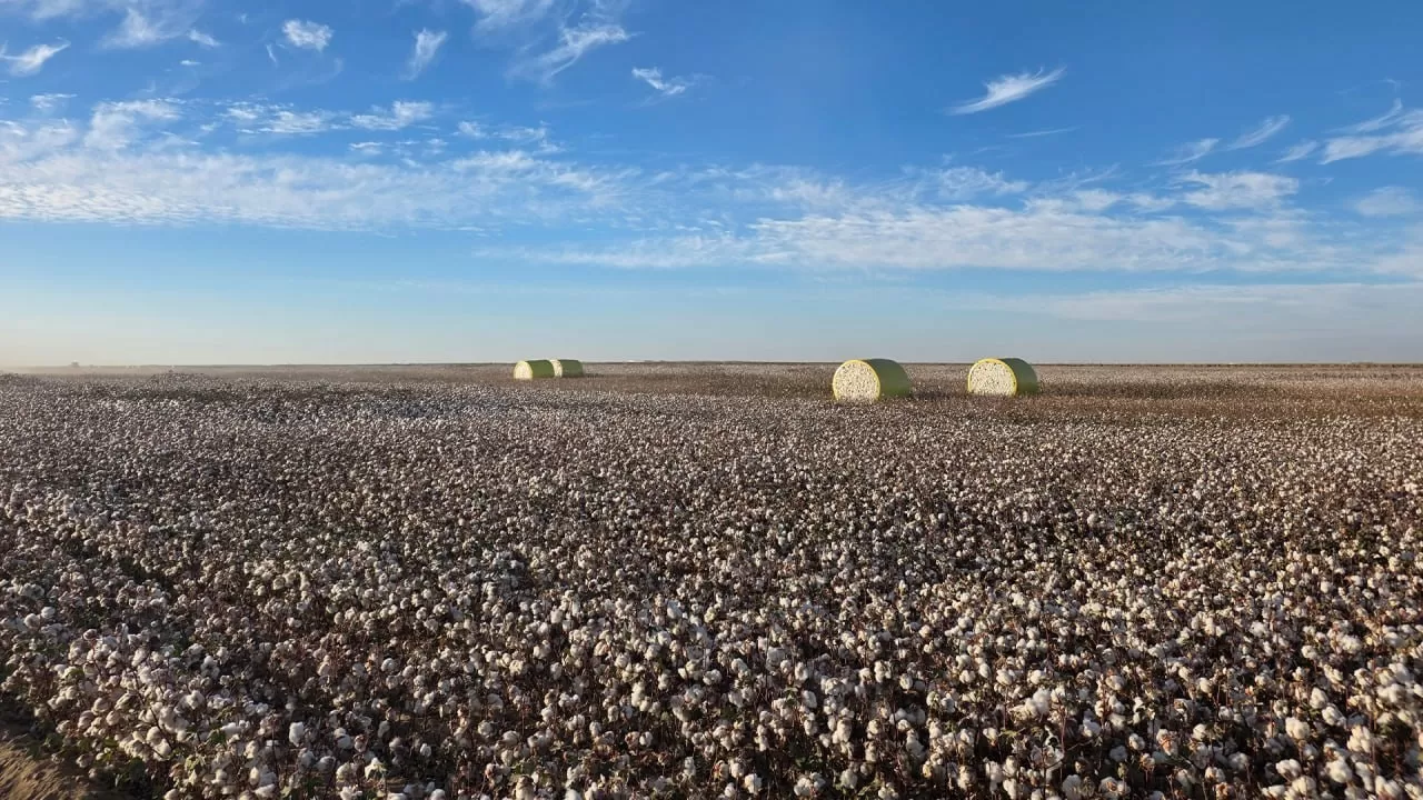 Түркістан облысында мақта өсіруден бастап киім дайындауға дейінгі ауқымды кластер құрылады